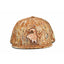 Turd Eye Snapback- Brad Rhadwood